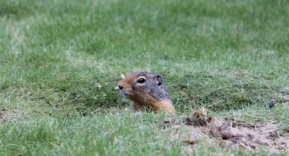 28 38 Canada 74 28 38 Canada 74